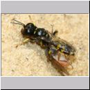 Crossocerus quadrimaculatus - Grabwespe w09b 8mm mit Fliege - Sandgrube Niedringhaussee.jpg